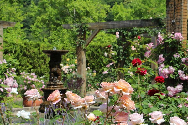 【岩国発】 おかやまバラ色の休日 日帰り3
